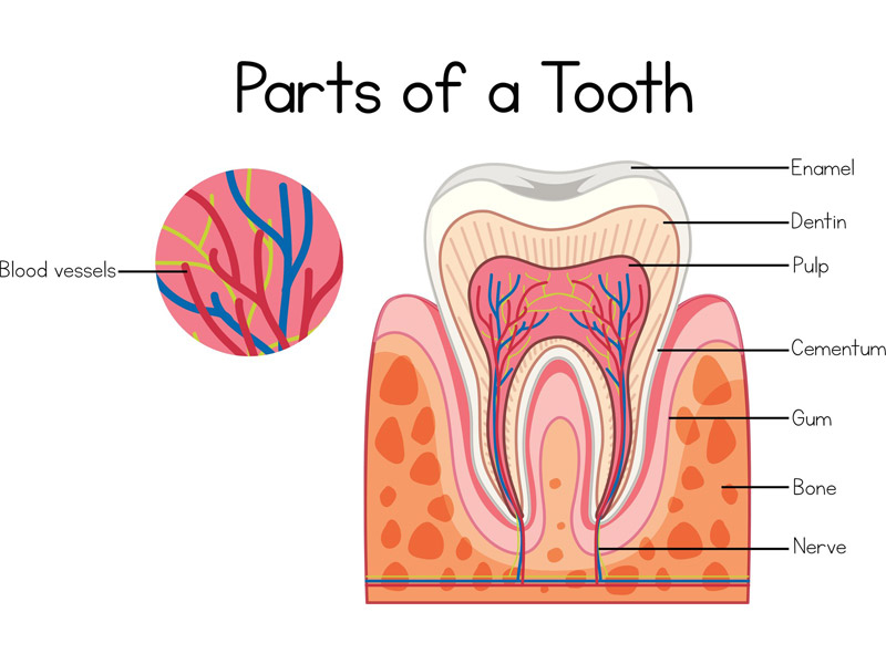 root canal edmonton root canal edmonton