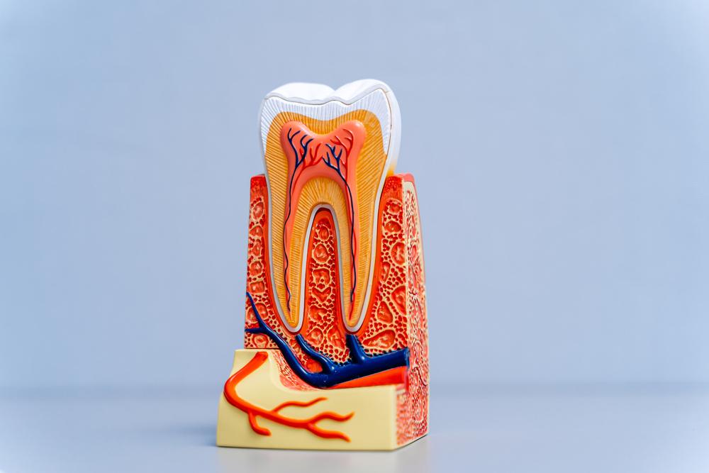 when you may be referred to an endodontist when you may be referred to an endodontist